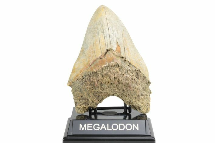 Serrated, Fossil Megalodon Tooth - West Java, Indonesia #226238